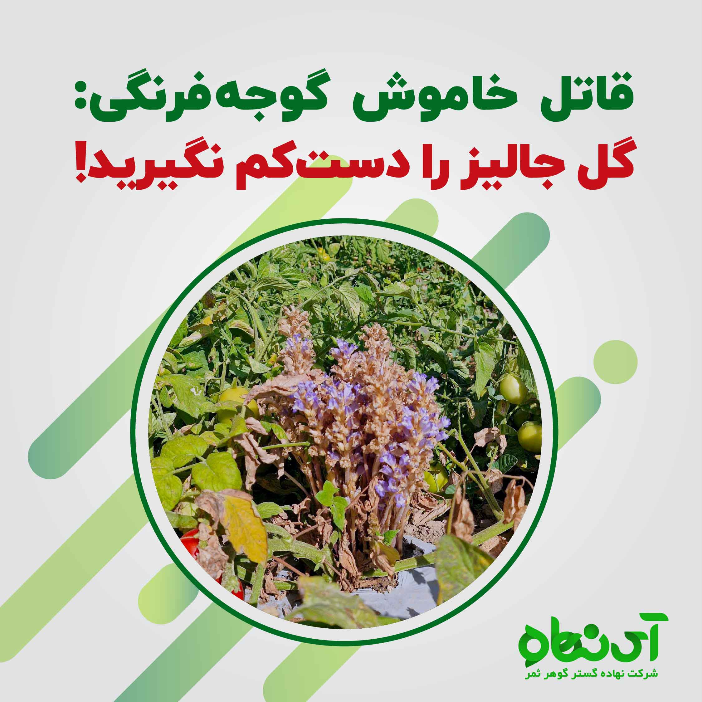 قاتل خاموش گوجه فرنگی، گل جالیز را دست کم نگیرید